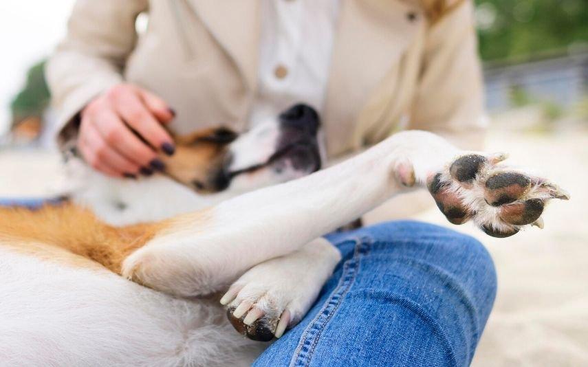 Animais de Estimação Entenda o seu companheiro de quatro patas Porquê