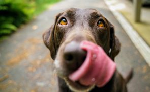 Por que é que os cães desenvolvem cancro no nariz e as cadelas não?