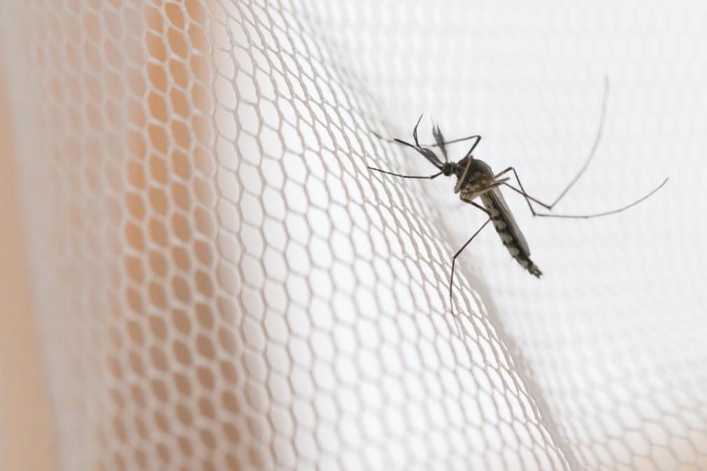 É por este motivo fedorento que os mosquitos picam mais certas pessoas