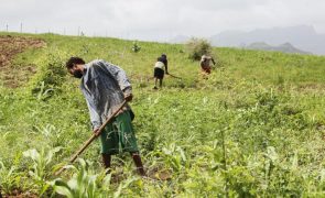 Penetração da rega gota a gota na agricultura quase duplicou em Cabo Verde