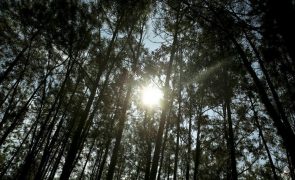 Proprietários e indústrias querem plantar eucaliptos em matos para reduzir riscos
