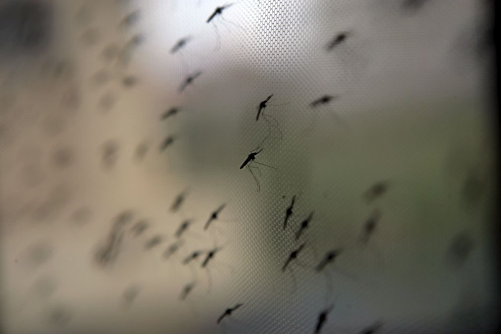 Mosquito transmissor do vírus da dengue detetado pela primeira vez em Portugal