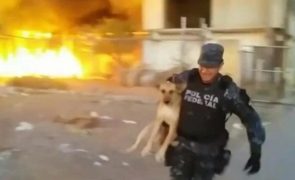 Polícia arrisca a vida para salvar cão durante incêndio [vídeo]