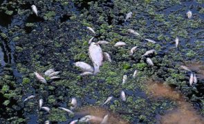 Cerca de 300 toneladas de peixes mortos retiradas do rio Oder