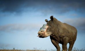 África do Sul perdeu mais 351 rinocerontes para a caça furtiva