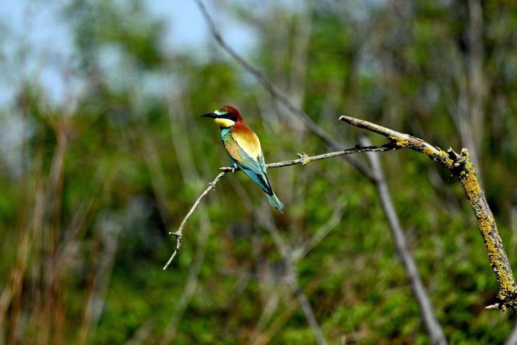 Uma em cada oito espécies de aves ameaçada de extinção