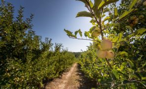 Portugal tem 326 variedades fruteiras registadas - DGAV