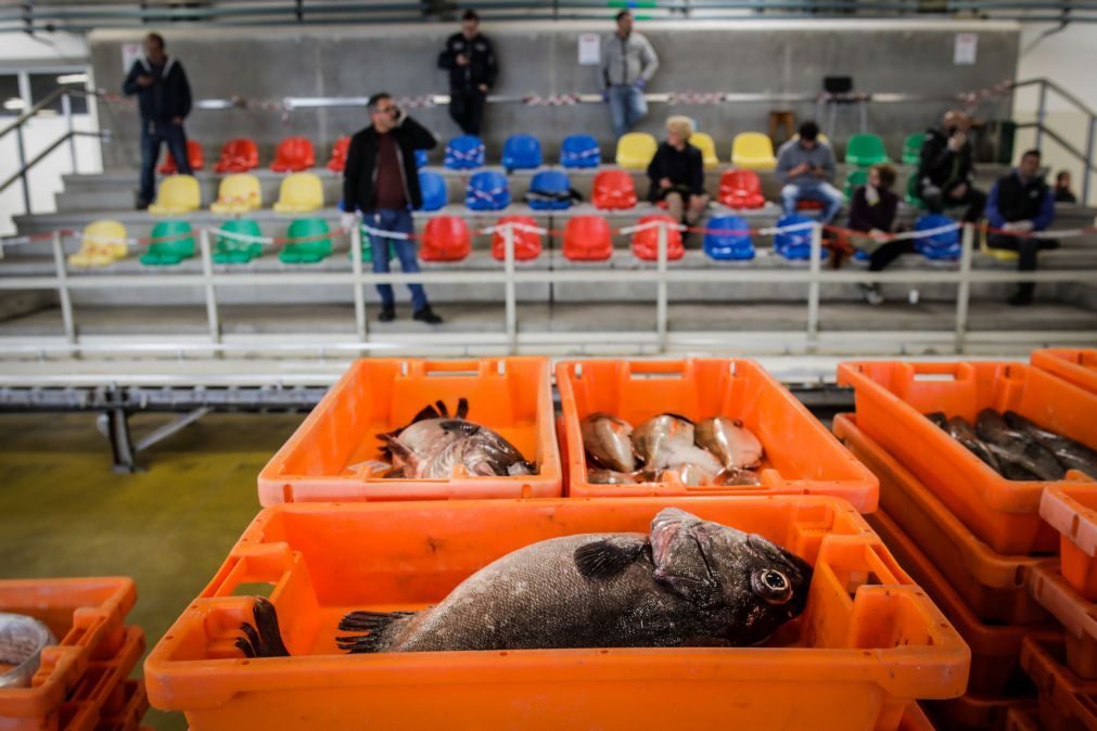 Preço médio do peixe sobe quase 15% em 2022