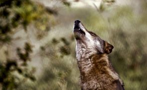 Eurodeputados apelam à revisão de proteção de lobos, ursos e linces