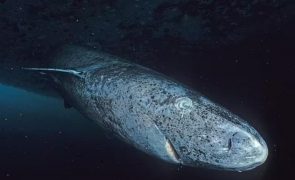 Tubarão de 390 anos considerado o animal mais velho da Terra [vídeo]
