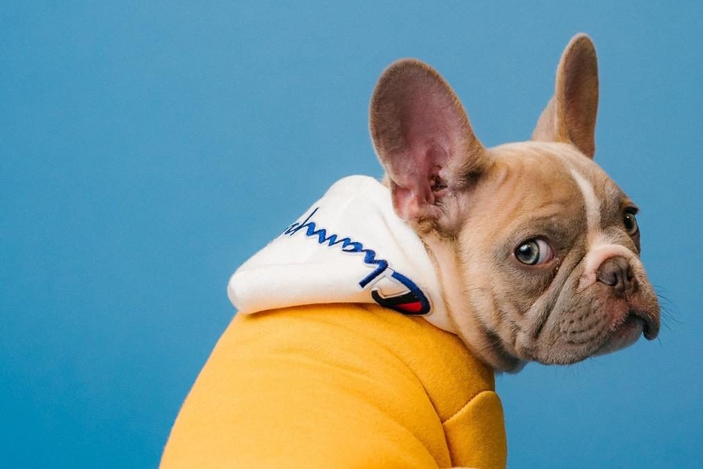 Como medir a idade dos cães e saber quanto tempo eles vivem