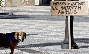 Lisboa recebe hoje manifestação pela criminalização dos maus-tratos a animais