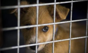 Provedora do Animal quer solução legal para maus-tratos antes da revisão constitucional