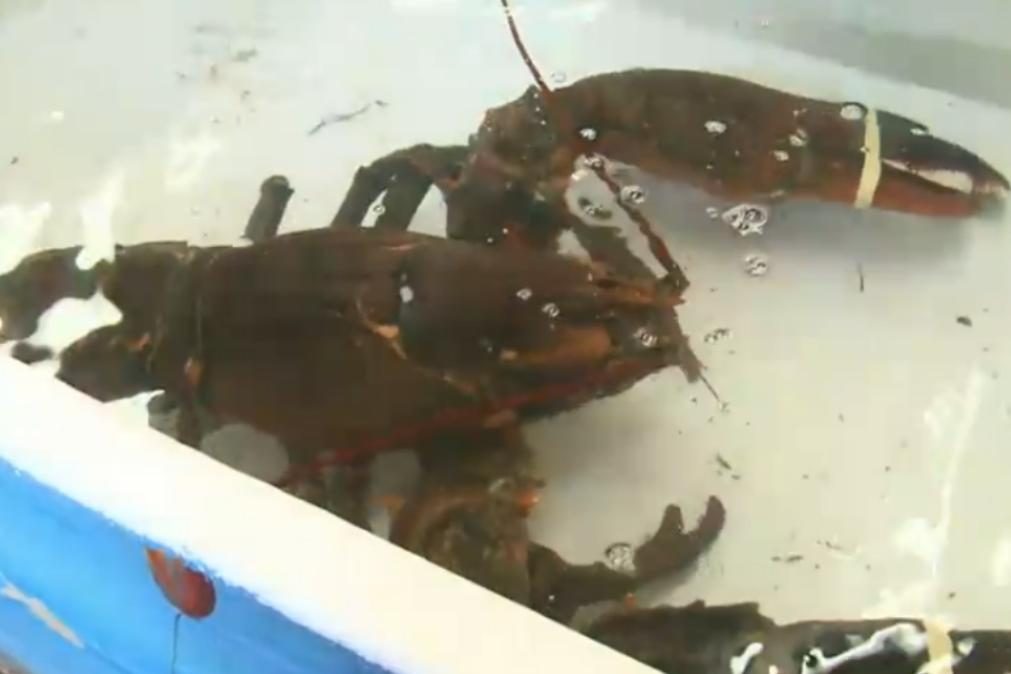 Ativista compra lagosta com 100 anos para devolvê-la ao mar