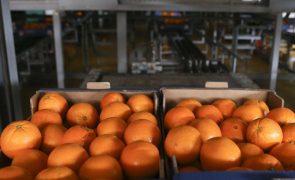 Exportações portuguesas de frutas, legumes e flores atingem recorde de 2.040 ME em 2022