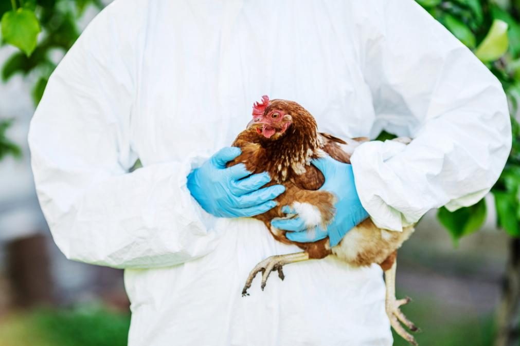 Gripe das aves: Organização Mundial de Saúde alerta para perigo de nova pandemia