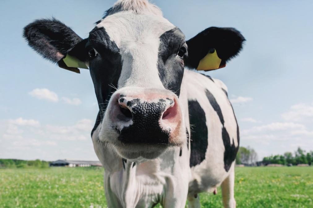 Nem imagina o que as flatulências das vacas estão a fazer ao meio ambiente