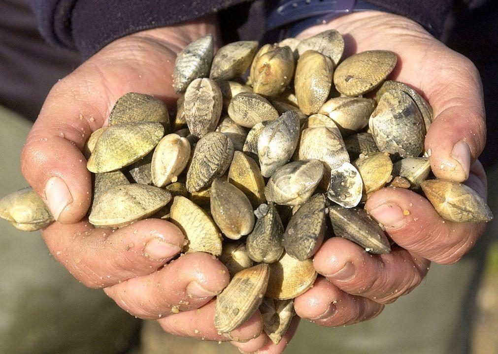 Investigadores desenvolvem no Algarve solução para reduzir biotoxinas em bivalves