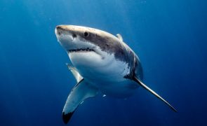 Capital mundial dos ataques de tubarões: dois jovens com membros amputados em 24 horas