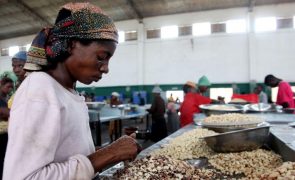 Agricultores guineenses alertam que castanha de caju é comprada a preço inferior ao previsto