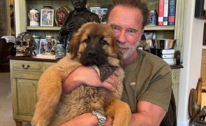 Arnold Schwarzenegger - Família a aumentar! Estrela de Hollywood apresenta porco de estimação
