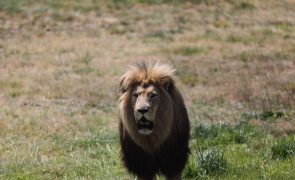 Um dos leões mais velhos do mundo foi morto por pastores no Quénia