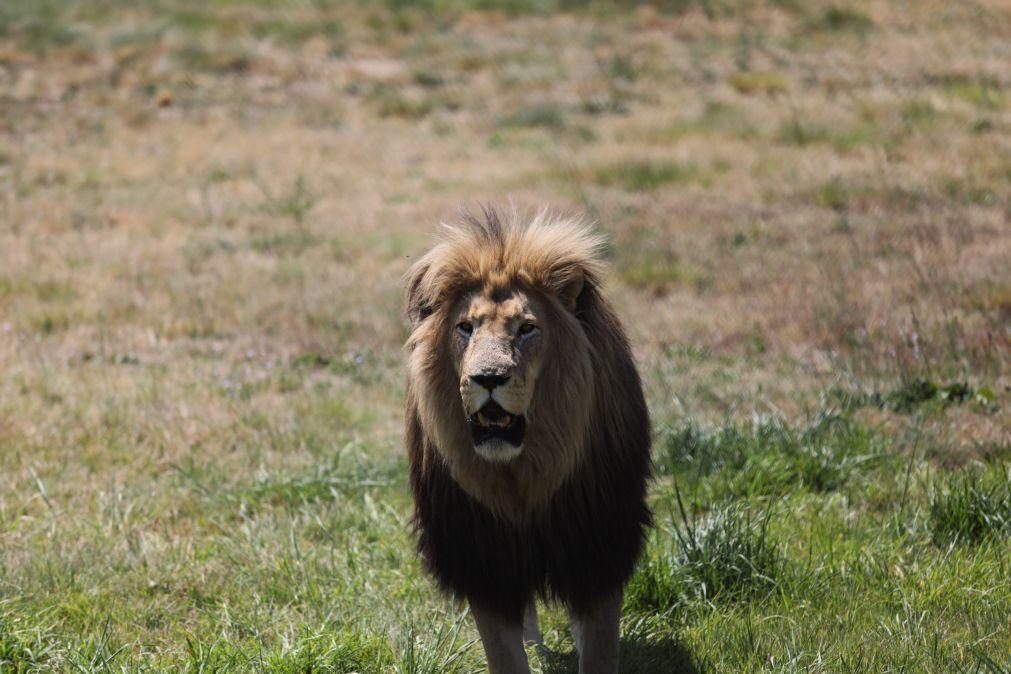 Um dos leões mais velhos do mundo foi morto por pastores no Quénia