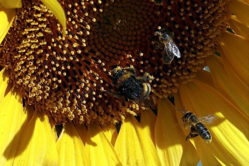 Fim das abelhas e outros insetos polinizadores acabará com maioria dos alimentos