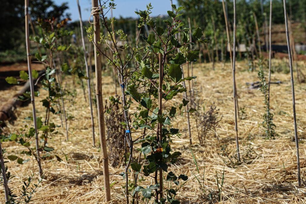 Primeira floresta Miyawaki do Algarve pode ajudar a combater a seca