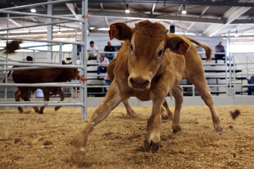 Criadores do Baixo Alentejo sem comida para gado bovino devido à seca, desfazem-se dos animais