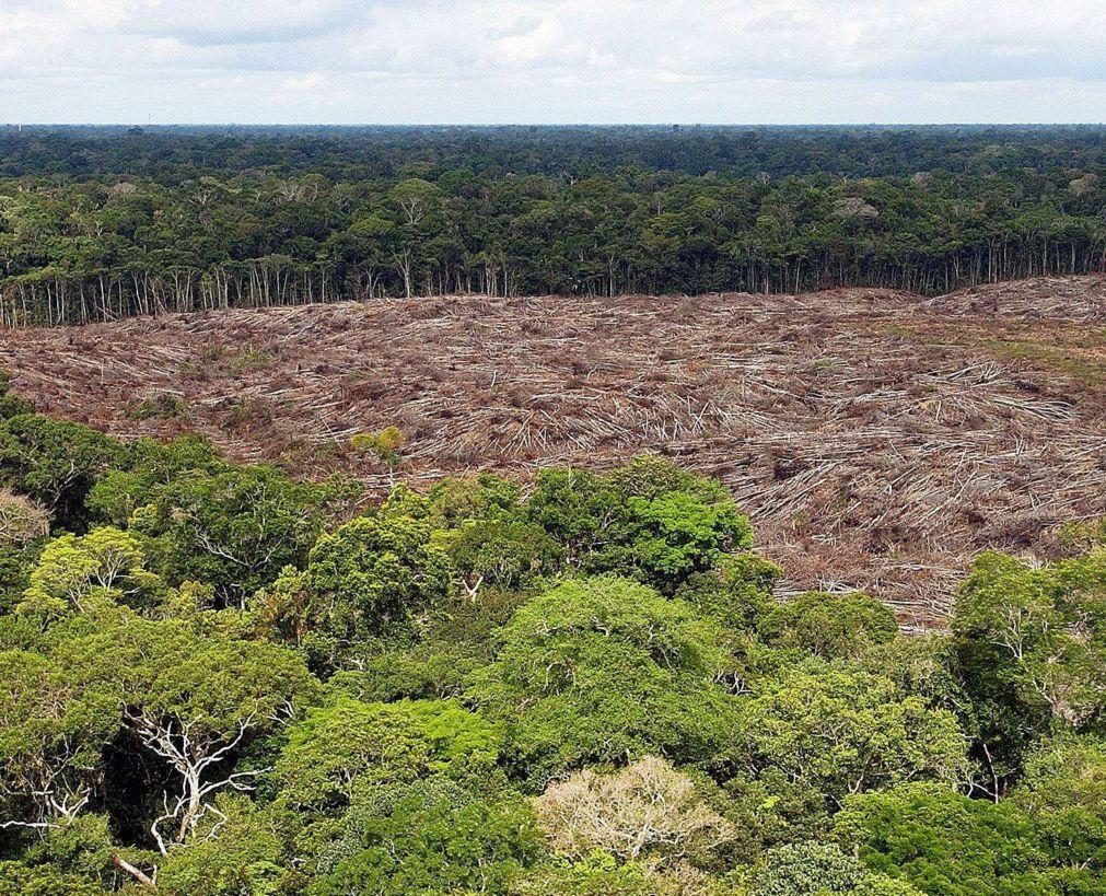 Planeta perdeu em 2022 área de floresta tropical equivalente ao tamanho da Suíça