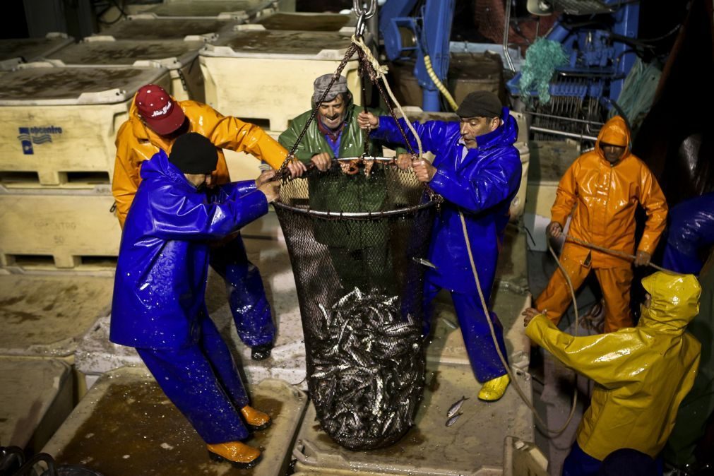 Sustentabilidade da sardinha garantida com quota até 14.500 toneladas