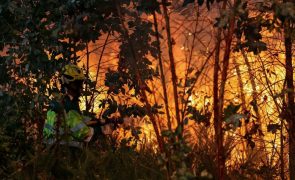 Fogo florestal na Chamusca combatido por quase 150 operacionais