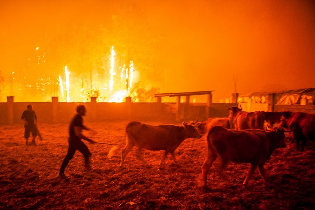 Incêndios: Mais de 500 mil hectares de culturas agrícolas afetados