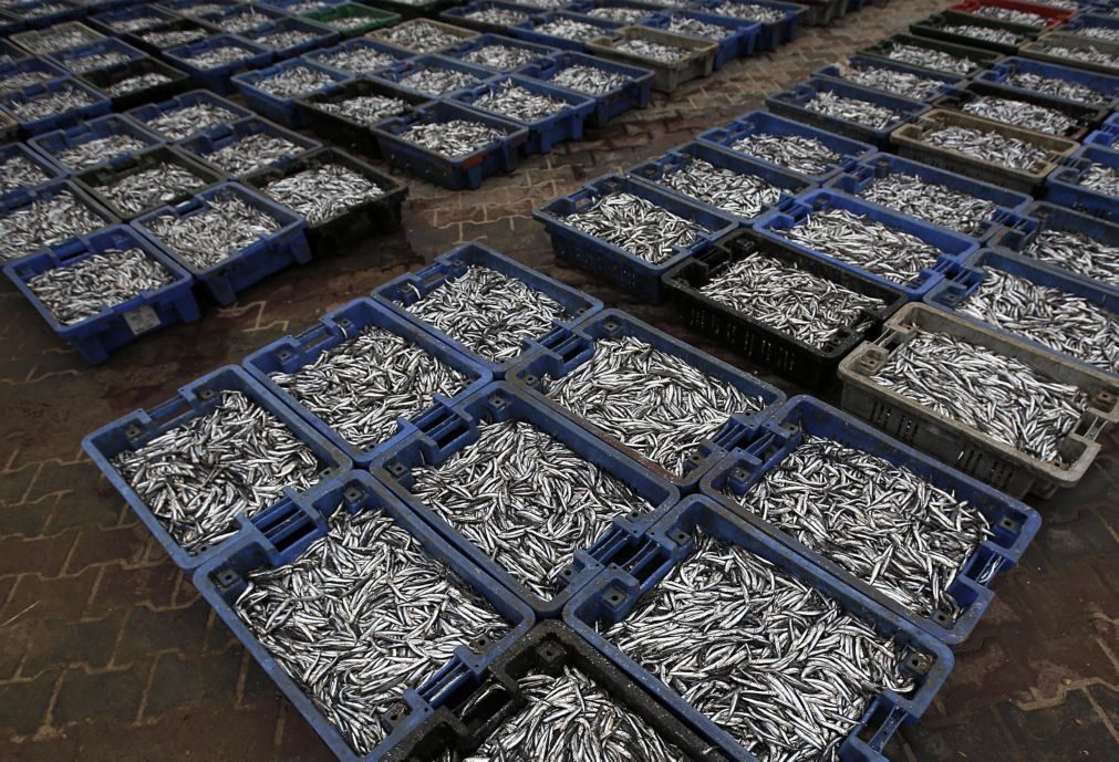 Governo proíbe temporariamente pesca de sardinha com artes de cerco
