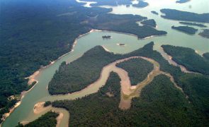 Amazónia já está muito próxima de se tornar uma savana, diz climatologista Carlos Nobre