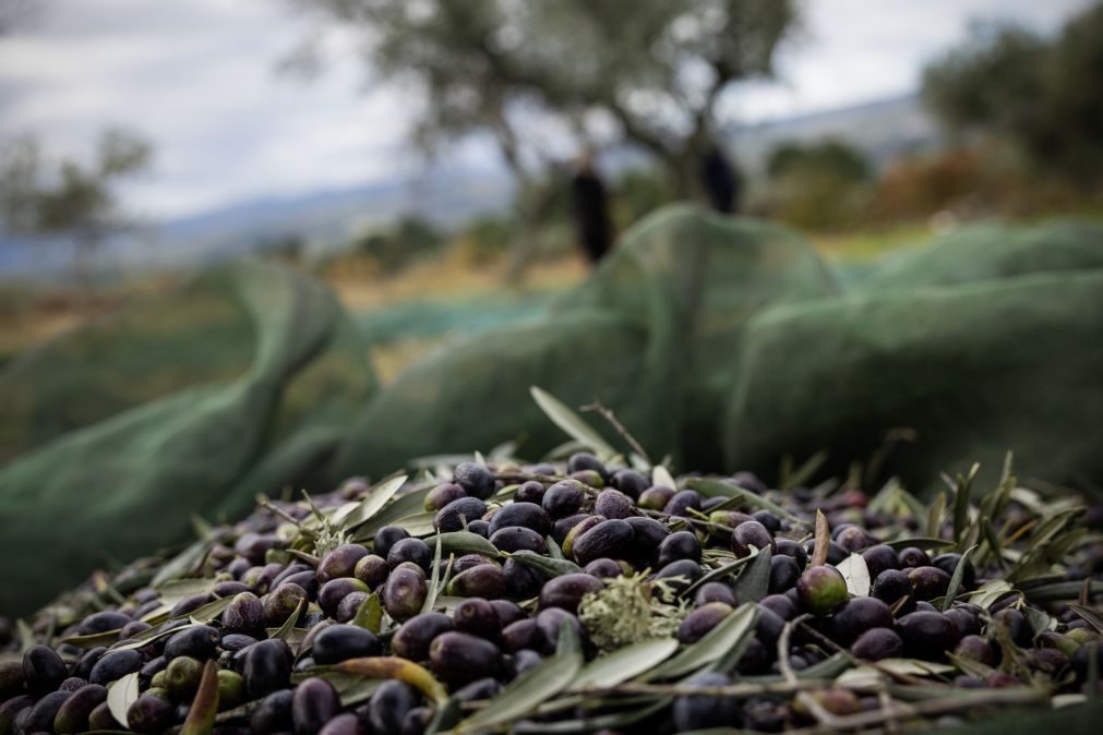 Operação da GNR com 10 toneladas de azeitona recuperadas e 62 detidos em Beja