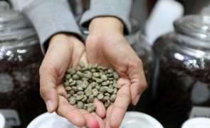 Produção de café cresce 8,2% em 2023 no Brasil