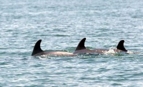 Setúbal tem seis novas crias de golfinhos roazes-corvineiros no estuário do Sado