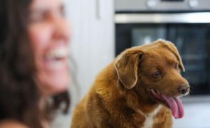 Guiness suspendeu título de Bobi, o cão português mais velho do mundo