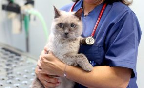 IVA a 23% para serviços veterinários potencia abandono de animais