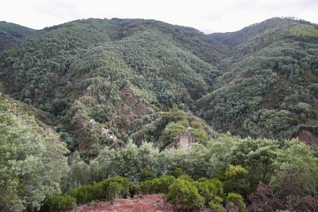 Projeto prevê aumento de folhosas e redução de pinhal na Serra da Lousã
