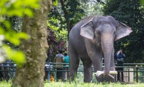 Bangladesh proíbe a domesticação de elefantes selvagens e maus-tratos