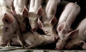 Província angolana suspende venda de carne de porco por suspeita de peste suína