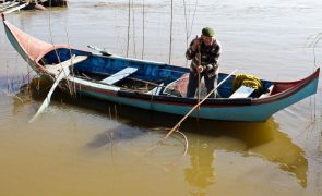 Pescadores e apreciadores desesperam com falta de lampreia no Tejo e preços disparam