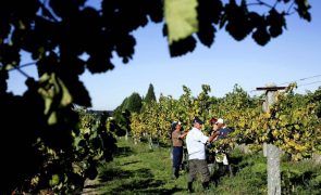 Produtores de vinhos verdes em feira alemã para dar a conhecer a região