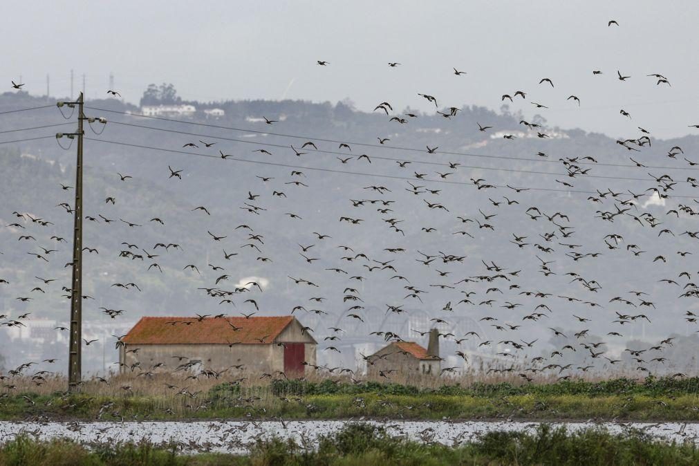 Prorrogação de declaração de impacto ambiental para Montijo de novo chumbada