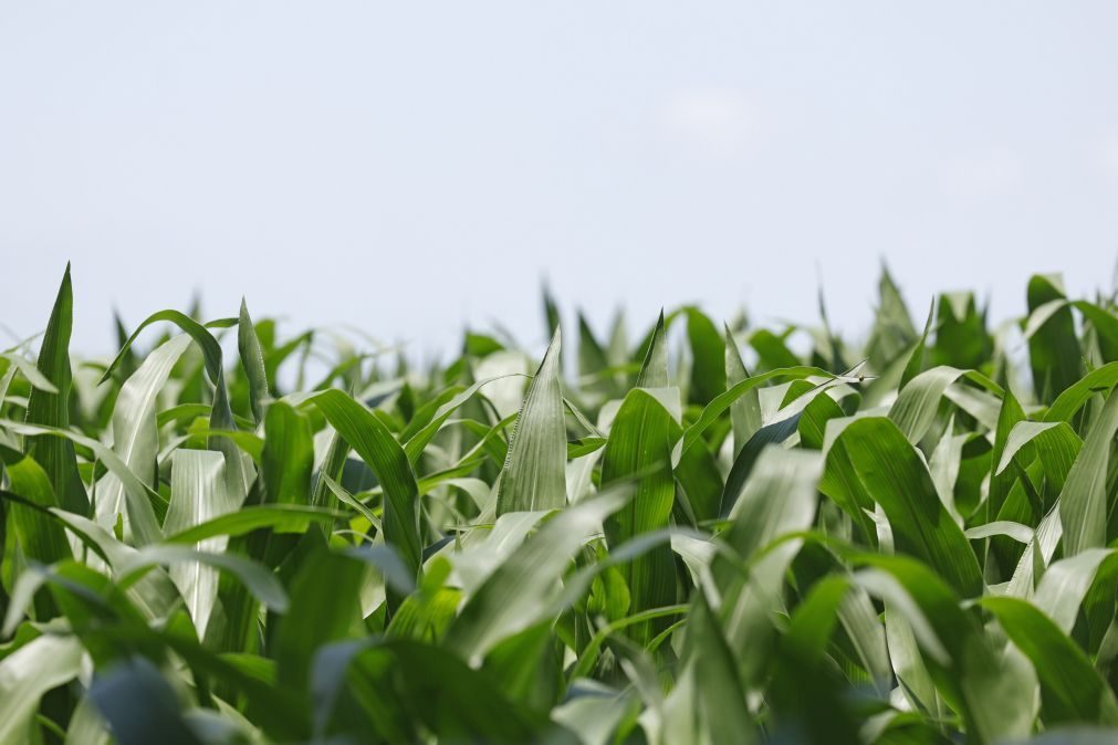 Área cultivada com milho geneticamente modificado diminui 17% em 2023