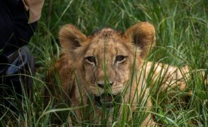 População de leões no Uganda diminuiu 45% em quase 20 anos
