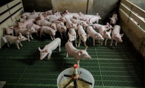 Preço da carne sobe 3,3% num ano na UE com porco a ter o maior aumento